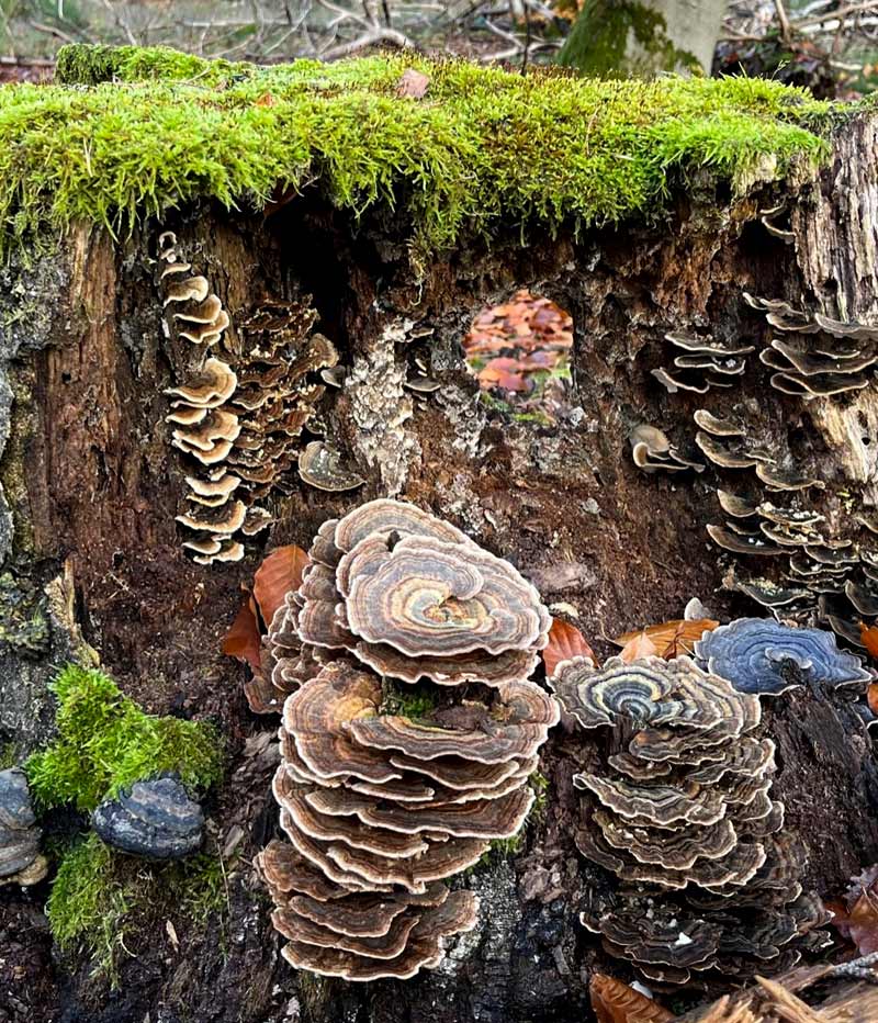 Baumstumpf mit Pilzen und Moos entdeckt beim Waldbaden